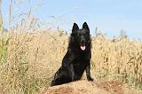 SCHIPPERKE 023